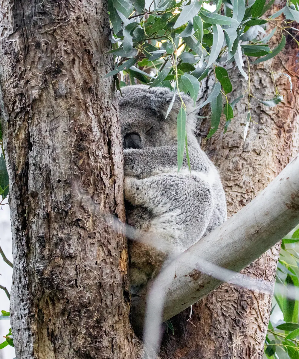 A koala asleep in the fork of a gum tree